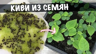 Как вырастить КИВИ ИЗ СЕМЯН. Выращивание киви в домашних условиях.