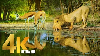 Amazing Wildlife of Botswana - 4K Nature Documentary Film (with music)