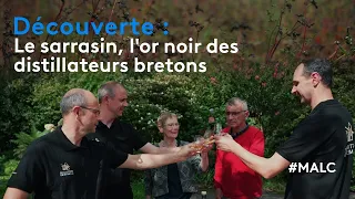 Découverte : le sarrasin, l'or noir des distillateurs bretons