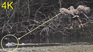 Seeadler erbeutet Kormoran  -- White-tailed Eagle captures Cormorant