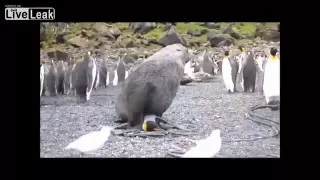 Seal having sex with penguin