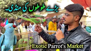 Exotic Parrot & Bird Market 14-01-2024 Latest Update in Hindi Urdu | Birds Market 2024 Latest Update