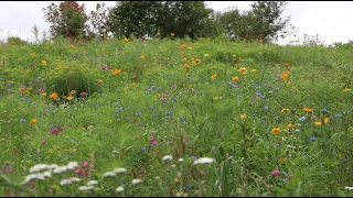 Wildflower Field Update : Was it FINALLY Worth it? : Pollinators Galore!  Flower Hill Farm