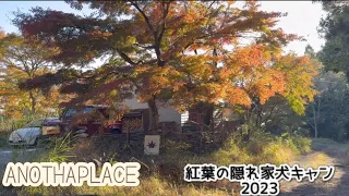 紅葉🍁の隠れ家犬キャン2023　アナザープレイス