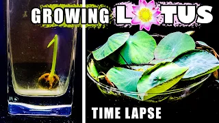 Growing Lotus Time Lapse - Seed to Water Plant in 50 Days