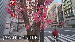 Nyanners’ walk - early sakura in morning Tokyo Shibuya to Meguro・4K HDR