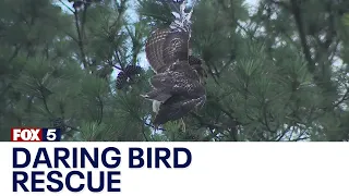 Tree trimmer's dramatic rescue of bird of prey | FOX 5 News