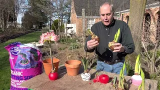 Waxed amaryllis bulbs, how to plant them when done blooming. Keep waxed bulb alive
