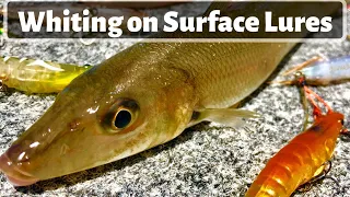 Whiting on Surface Lures