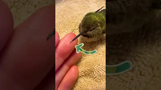 Hummingbird Rescued From Spiderwebs | Dodo Kids