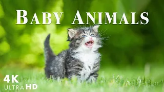 Let's Enjoy Rare Cute and Happy Moments of Baby Wildlife - Relaxing Music - Baby Animals