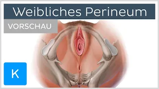 Weibliches Perineum - Aufbau und Funktion (Vorschau) | Kenhub
