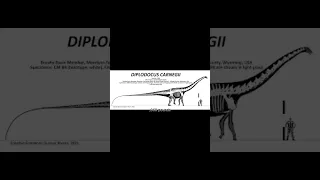 Prehistoric Fauna of the Jurassic Episode 4: Diplodocus. Watch the full video above