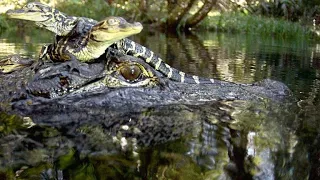 Cameras Capture the Birth of 15 Alligators