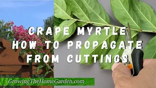 How to Propagate Crape Myrtles from Cuttings