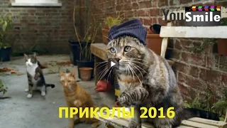 Лучшие Приколы 2016, #211 Видео приколы с животными лучшее смотреть всем, Смешные животные