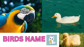 Birds Vocabulary for toddler |  Birds Name in English | Preschool Nursery Rhymes