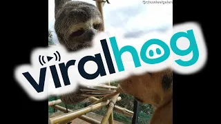 Rescued Sloth Cuddles Beagle Friend || ViralHog