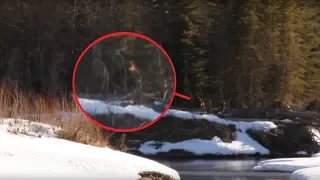 5 MORE COMPELLING BIGFOOT VIDEOS