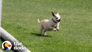 Senior Chihuahua Turns Into A Puppy Once He Finds The Perfect Family  | The Dodo