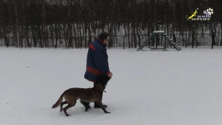 Упражнения для команды "Рядом", смена позиции перекладыванием корма, наведение и ориентирование, ОКД