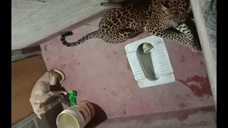 FULL VIDEO | Dog Survives Night in a Toilet with Leopard | The Voice Of Liberty® | VOLF.TV