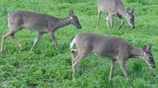 A Group Of Deer Feeding