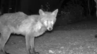 Fox In My Garden GardePro A3 Wildlife Trail Cam Videos Only Worcester, UK 25th & 26th April 2021