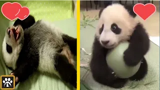 Cute And Funny Panda Compilation 💗 - Swepako Pets Video 2020 Pt 2