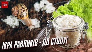 🐌 Равлики та їхня ікра! Харківʼяни відкрили незвичний бізнес