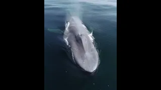 The Largest Animal Ever Live Blue Whale 😱 #Shorts