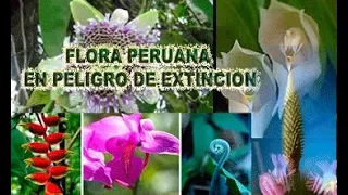 PLANTAS EN PELIGRO DE EXTINCION EN PERÚ-