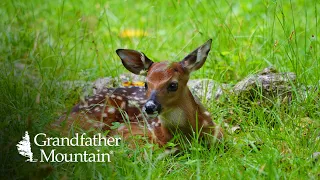 What To Do If You Find A Fawn Alone In The Woods | Grandfather Mountain Nature Minute