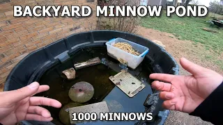 My Backyard Minnow Pond and DIY Minnow Trap