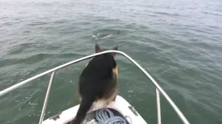 Overboard Maverick- Dog jumps on Dolphins (Really Funny-Must See)