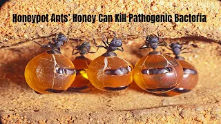 Honeypot Ants’ Honey Can Kill Pathogenic Bacteria