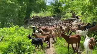 Giving the new herd of Spanish goats 🐐 a fresh chunk of serious brush!!  They look fantastic!!