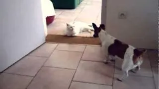Jack Russell Terrier vs Cat