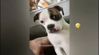 😘😻 Funny Dog And Cat Videos 😍😘 New Funny Animals 2023 # 17