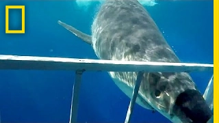 Close Call: Great White Shark Collides With Diving Cage | National Geographic