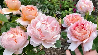 David Austin Rose - Carding Mill!