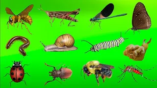 Name of Insects | Name of Insects with their Pictures