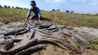 OMG Amazing Fishing! A Fisherman catch a lot of catfish in little water at field nuder moss by hand