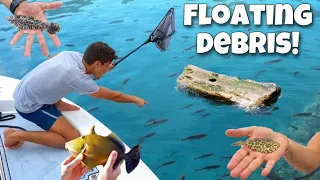 Netting WILD AQUARIUM Fish Off Floating DEBRIS!!