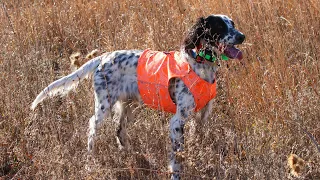 Beirl’s English setters South Dakota Pheasant Hunting