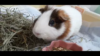 ソフトチモシー咀嚼音#モルモット #guineapig #豚鼠 #咀嚼音