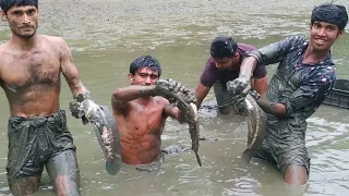 Best Hand Fishing - Big Fish Hunting From Mud Water -Shol Fish Catching by Hand-Big-Catfish Catching