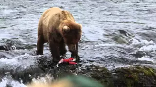 brown bear eating the skin and roe of a sockeye salmon