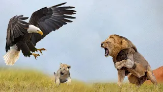 After All, Why Is The Lion Also Afraid Of The Eagle - Lion vs Eagle