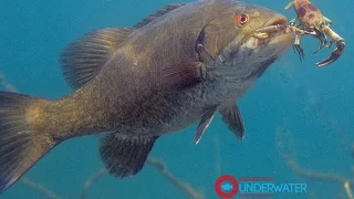 How Crayfish Escape from Hungry Bass-Engbretson Underwater Photography